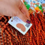 تسبیح رودراکشا مالا